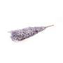 Dry branches Ruscus AGNIATA, purple, 28"-30"/70-75cm, Ø7"/17cm