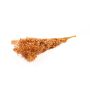 Dry branches Ruscus AGNIATA, terracotta, 28"-30"/70-75cm, Ø7"/17cm