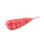 Dry branches Ruscus AGNIATA, fuchsia, 28"-30"/70-75cm, Ø7"/17cm