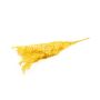 Dry branches Ruscus AGNIATA, yellow, 28"-30"/70-75cm, Ø7"/17cm