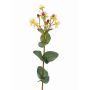 Decorative St. John's wort ARMIE, flowering, fruits, yellow-red, 26"/65cm