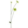 Decorative chrysanthemum YUNJUAN, cream, 60 cm
