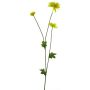 Decorative Chrysanthemum YUNJUAN, yellow, 60cm