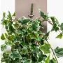 Artificial ivy plant MAJA on spike, green-white, 3ft/100cm