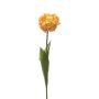 False parrot tulip LIOMARA, yellow-peach, 26"/65cm