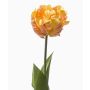 False parrot tulip LIOMARA, yellow-peach, 26"/65cm