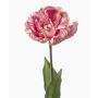 False parrot tulip LIOMARA, light purple, 26"/65cm