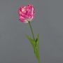 False parrot tulip LIOMARA, pink-fuchsia, 26"/65cm
