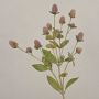 Artificial flower branch Globe amaranth TUSIUNE, dry look, dusky pink, 28"/70cm