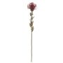 Decorative flower Pincushion protea URMINE, dry look, burgundy red, 24"/60cm
