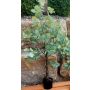 Artificial eucalyptus tree WISGARD, artificial trunk, green-grey, 6ft/180cm