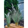 False fountain grass SVERRE with panicles, in a zinc pot, pink-green, 31"/80cm