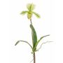 Decorative Paphiopedilum orchid VELANA, spike, green-white, 16"/40cm