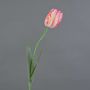 False flower Parrot tulip UAKARI, pink-cream-green, 26"/65cm, Ø2.4"/6cm