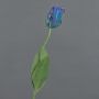 False flower Parrot tulip UAKARI, blue-green, 26"/65cm, Ø2.4"/6cm