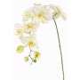 Artificial flower branch Phalaenopsis orchid WESA, white-green, 3ft/100cm