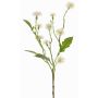 Decorative meadow knapweed HOLLA, white, 55 cm, Ø 3–4 cm