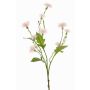 Decorative meadow knapweed HOLLA, pale pink, 55 cm, Ø 3–4 cm