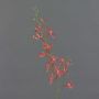 Artificial flower branch Cattleya orchid TRASSA, red-orange, 31"/80cm