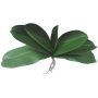 Phalaenopsis orchid decorative leaves PRIMALA, aerial roots, 8"x11"/21x29cm