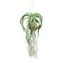 Decorative hanging plant Tillandsia GRISPU in coconut, green, 26"/65cm