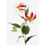 Textile flower Gloriosa FUJITA, pink-yellow, 31"/80cm, Ø 5.9"/15cm