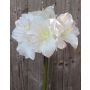 Decorative Amaryllis DAGGI, white, 70 cm, Ø 11–18 cm