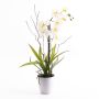 Plastic Phalaenopsis orchid ‘MELINA’ in a decorative pot, white, 65 cm