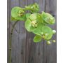 Artificial Phalaenopsis orchid twig EMILIA, green, 24"/60cm