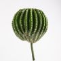 Decorative golden ball cactus MARICO, green-white, Ø 10"/25cm