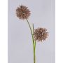 Foam Allium CHIRARA, brown, 90 cm, Ø10 cm