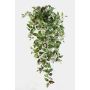 Decorative Tradescantia Zebrina PANCHO, spike, green-purple, 3ft/95cm