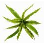 Decorative nest fern FRANNY, plug-in, green, 12"/30cm, Ø 12"/30cm