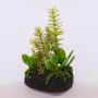 Decorative succulent arrangement BAMBI in a soil ball, green, 19cm