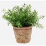 Artificial herb: Asparagus sprengeri LUCANO, terracotta pot, 20cm, Ø20cm