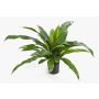 Decorative plant Nest fern JANE, green, 31"/80cm, Ø 31"/80cm