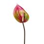 Decorative flower Anthurium GRUNT, green-pink, 30"/75cm
