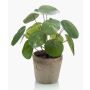 Artificial Sukkulente Chinese money plant SYBIL in terracotta pot, green, 20cm