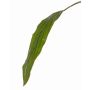 Decorative Cordyline leaf ELARA, green, 3ft/90cm