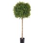 Decorative boxwood tree THORIS, real trunk, 3ft/105cm, Ø 16"/40cm