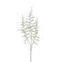 Decorative Asparagus acutifolius branch HANS, green, 28"/70cm