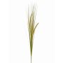 Decorative foxtail grass JILL, spike, panicles, green-yellow, 3ft/90cm