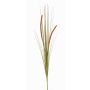Decorative foxtail grass JILL, spike, panicles, green-red, 35"/90cm