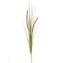 Decorative foxtail grass JILL, spike, panicles, green-red, 3ft/90cm