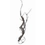 Decorative corkscrew willow branch JACE, brown-grey, 22"/55cm
