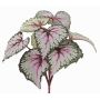 Artificial begonia rex KATRICE, spike, violet-green, 10"/25cm