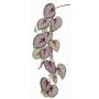 Decorative begonia rex spray KATRICE, violet-green, 4ft/110cm