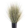 Decorative switchgrass ZAYN, green-grey, 24"/60cm