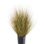 Decorative switchgrass ZAYN, yellow-green, 24"/60cm
