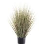 Decorative switchgrass ZAYN, green-grey, 30"/75cm
